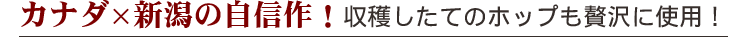 カナダ×新潟の自信作!収穫したてのホップも贅沢に使用!